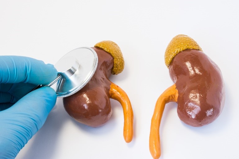 kidney
